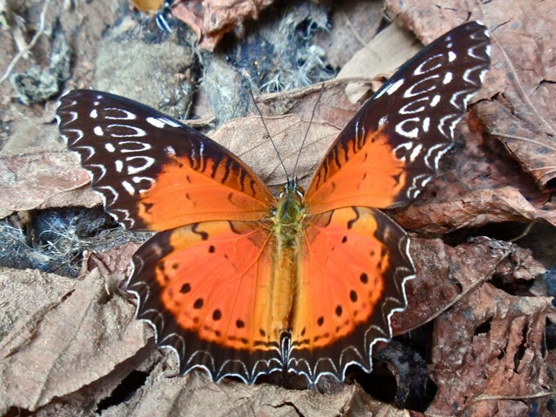 Orange and Black Butterfly — Natural, Autumn