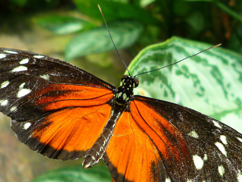 Orange and Black Butterfly — Natural, Photograph, Leaf