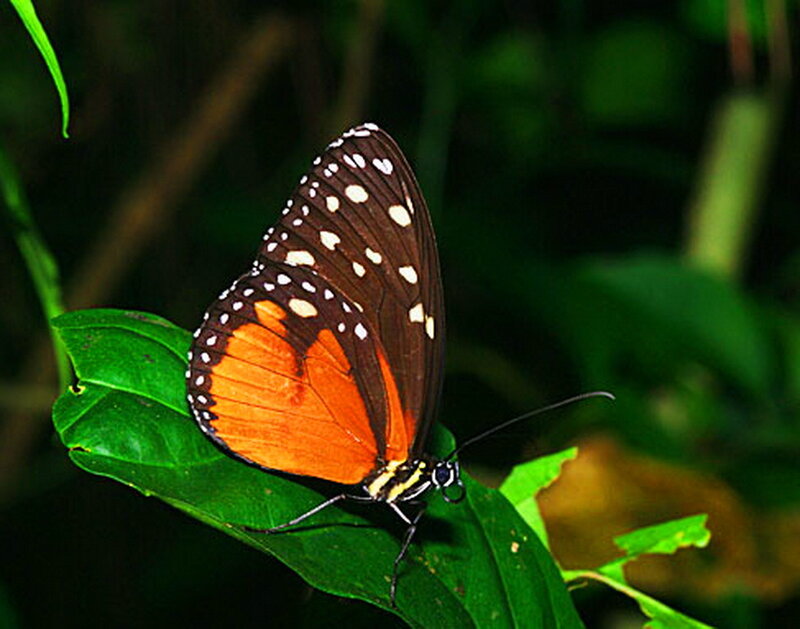 Orange and Black Butterfly — Natural, Photograph