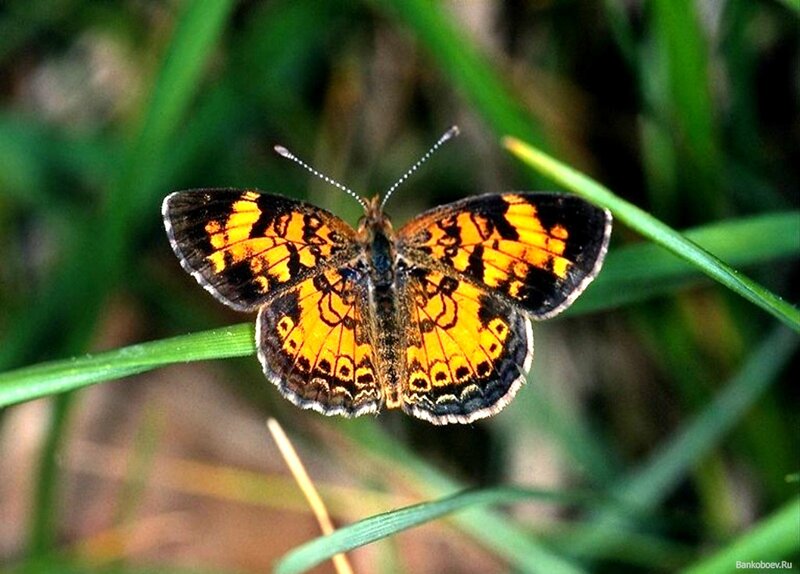 Orange and Black Butterfly — Natural
