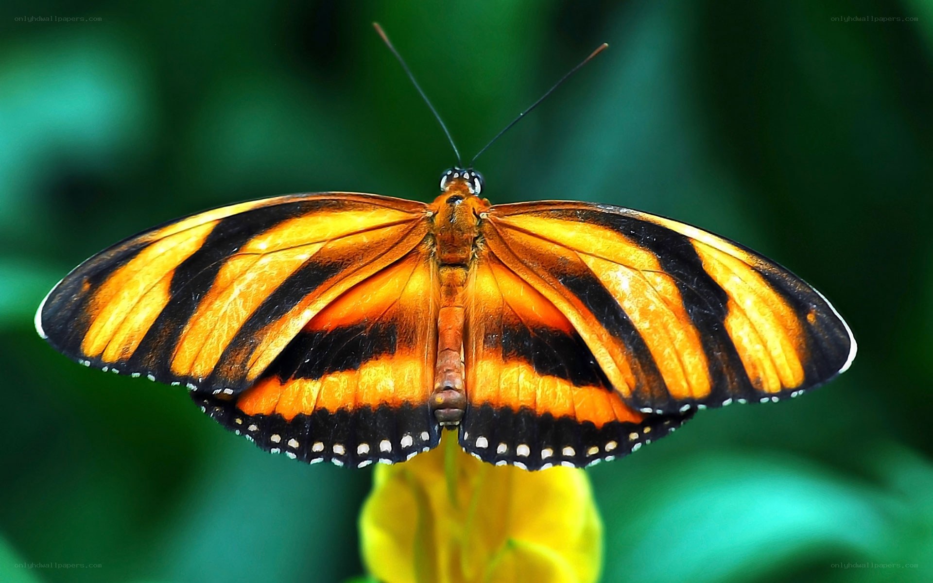 Orange and black butterfly