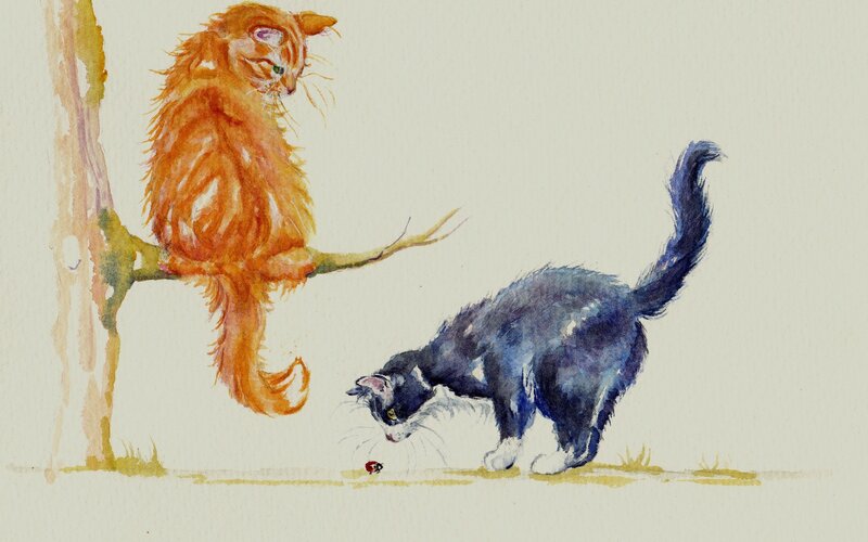 Orange and Black Cats