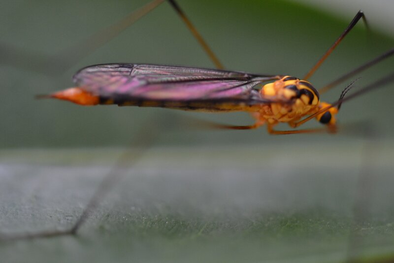 Orange and Black Crane Fly