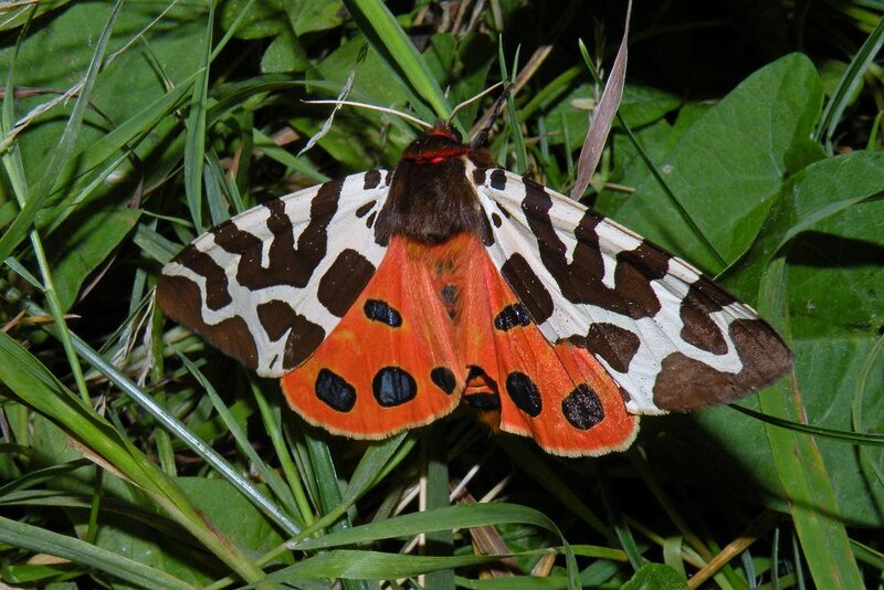 Orange and Black Moth