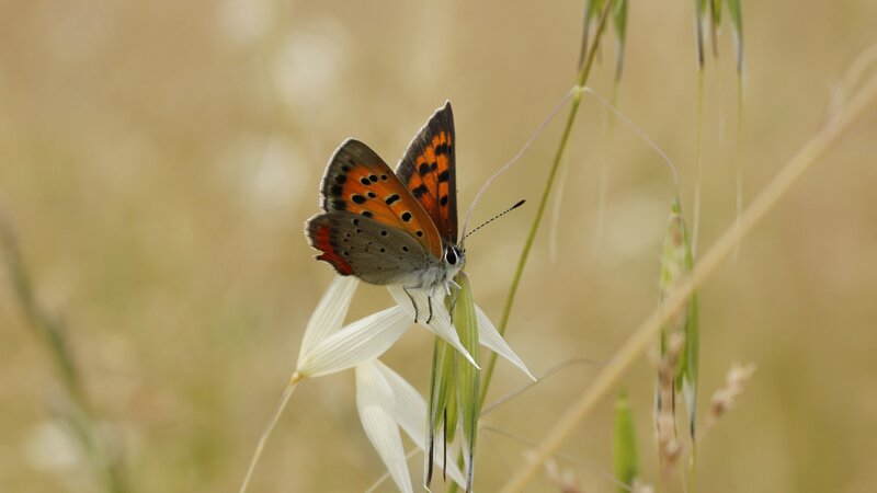 Orange and Blue Butterfly — Brown