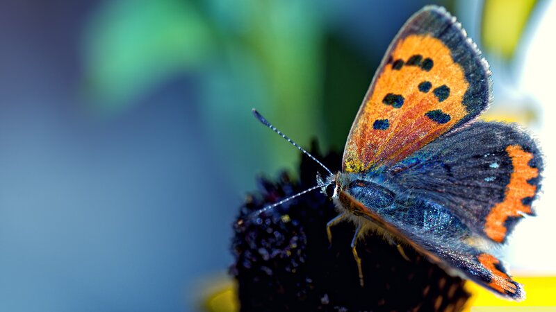 Orange and Blue Butterfly — Calm, Photograph