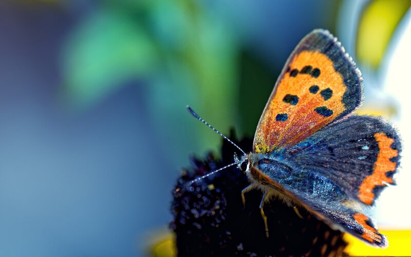 Orange and Blue Butterfly — Calm