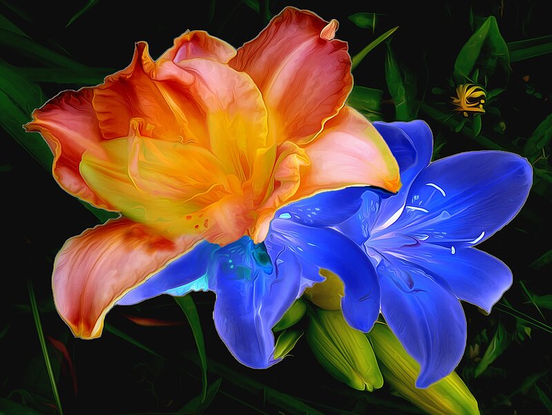 Orange and Blue Flowers — Dramatic