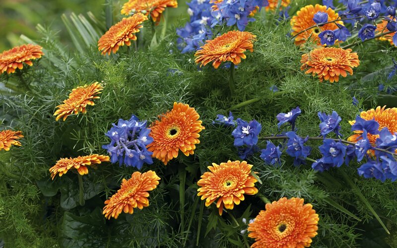 Orange and Blue Flowers — Vibrant
