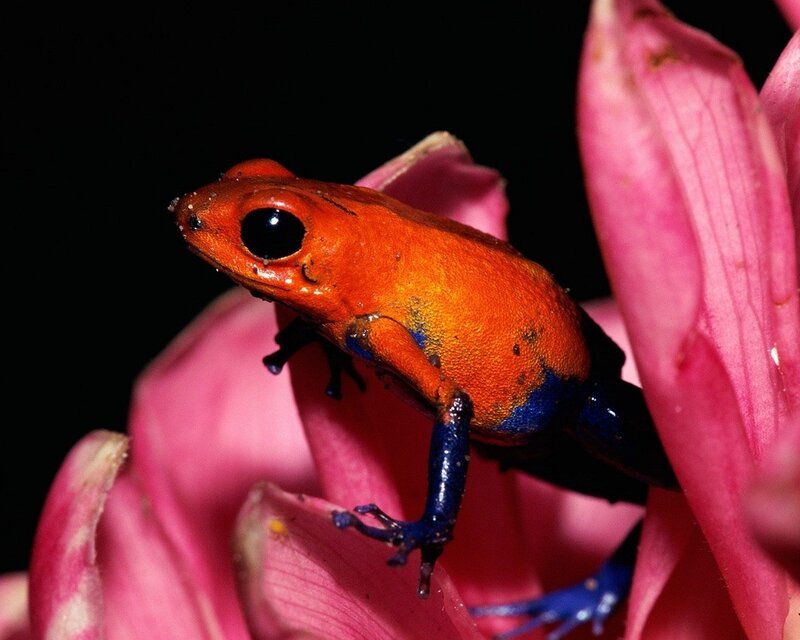 Orange and Blue Frog — Dramatic