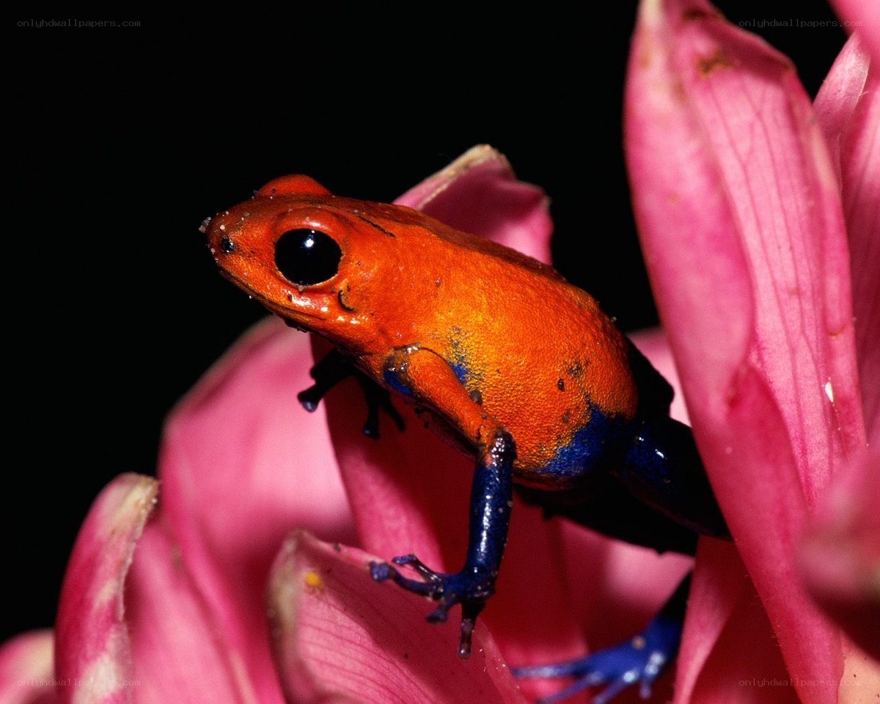 Orange and blue frog on flower
