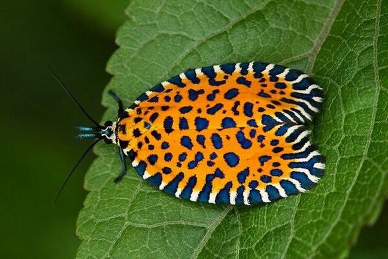 Orange and Blue Moth