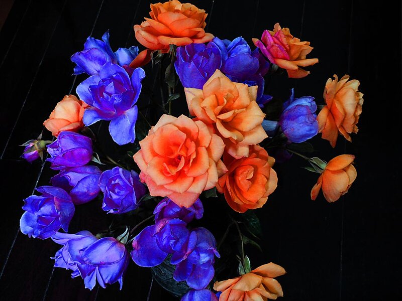 Orange and Blue Roses