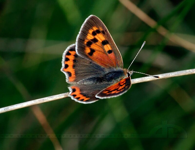 Orange and Brown Butterfly — Calm, Afternoon