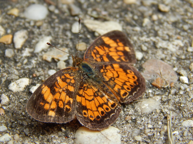 Orange and Brown Butterfly — Calm