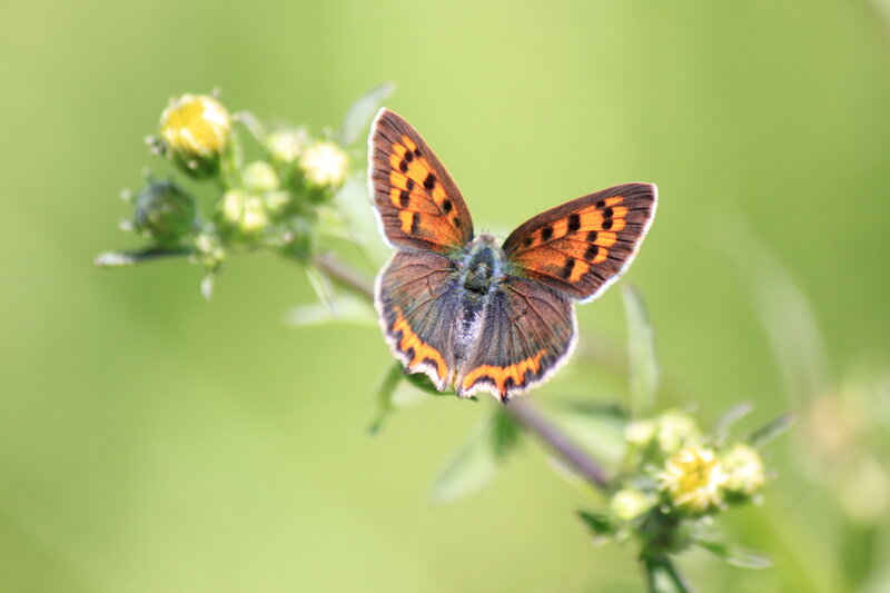 Orange and Brown Butterfly