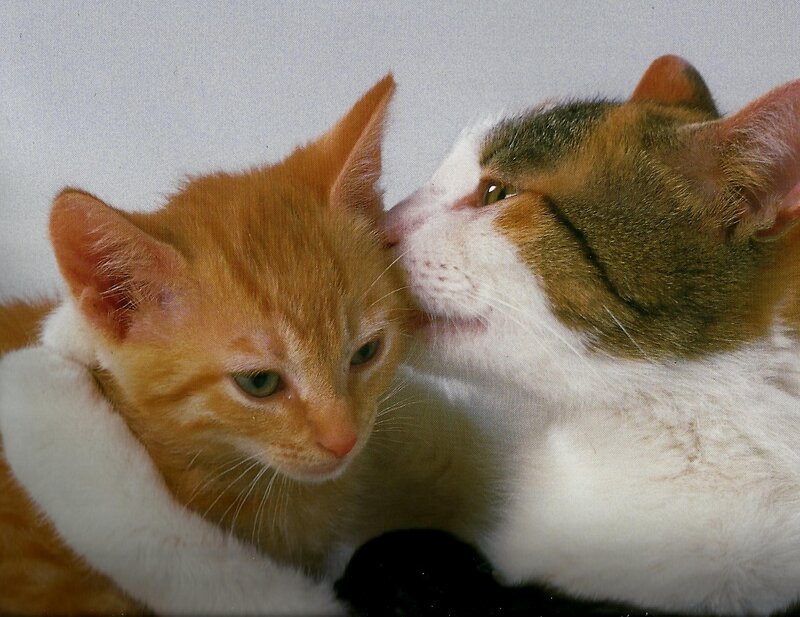 Orange and Calico Cats