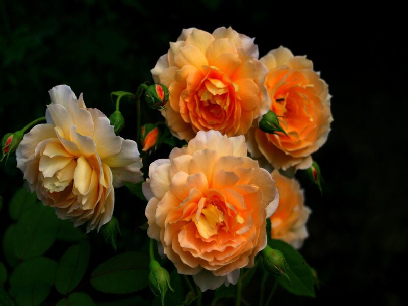 Orange and cream roses in bloom