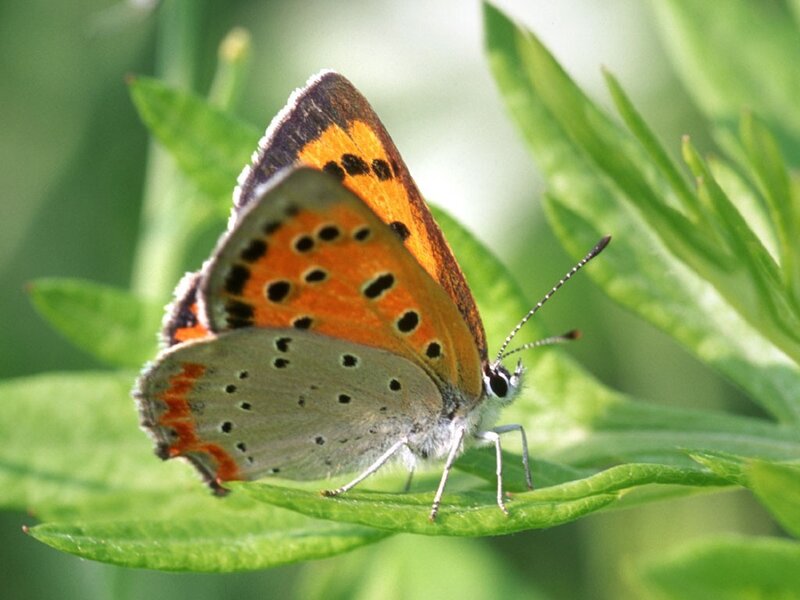 Orange and Gray Butterfly