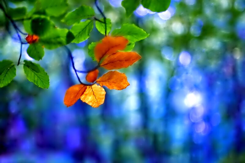 Orange and Green Leaves