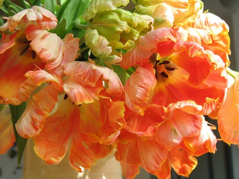 Orange and Green Tulips