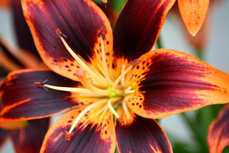 Orange and Maroon Lily