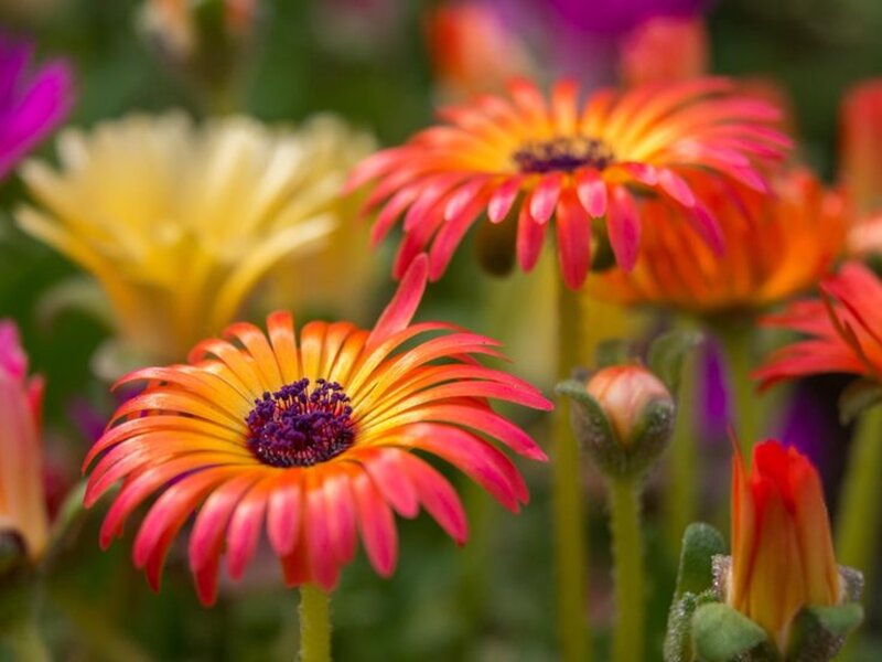Orange and Pink Daisies