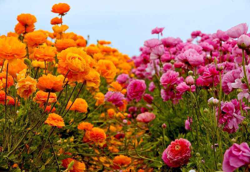 Orange and Pink Flowers — Serene