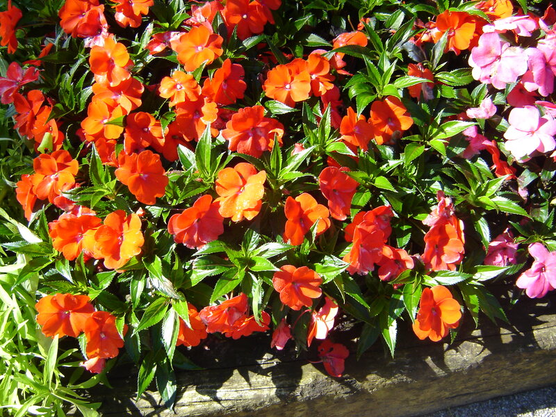 Orange and Pink Flowers — Vibrant, Afternoon