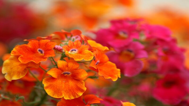 Orange and Pink Flowers — Vibrant, Photograph