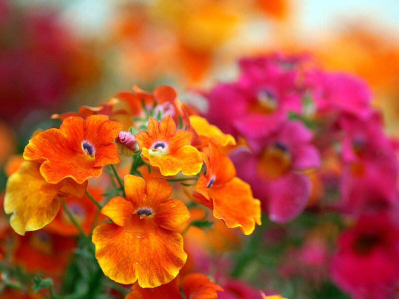 Orange and Pink Flowers — Vibrant