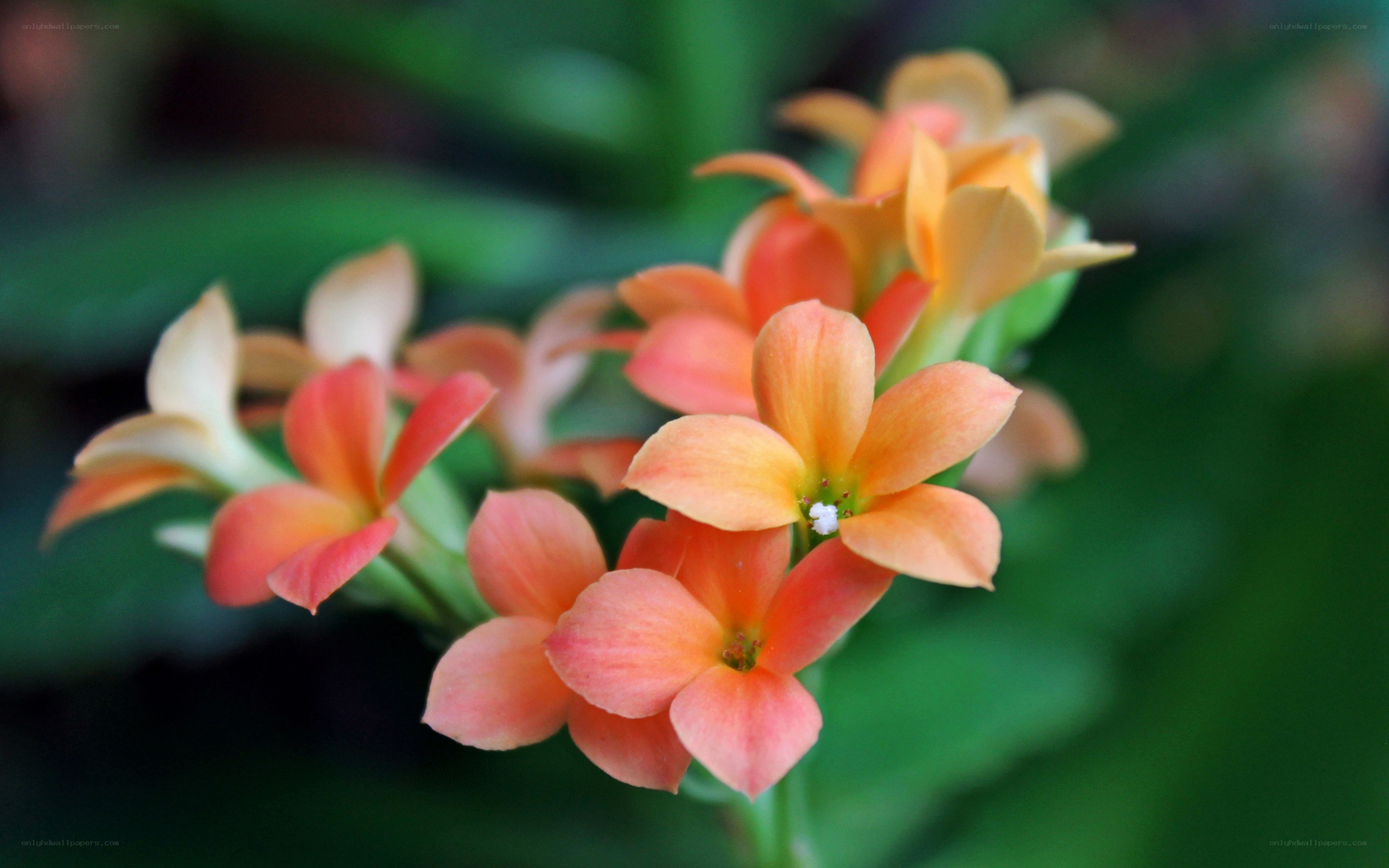 orange and pink flowers