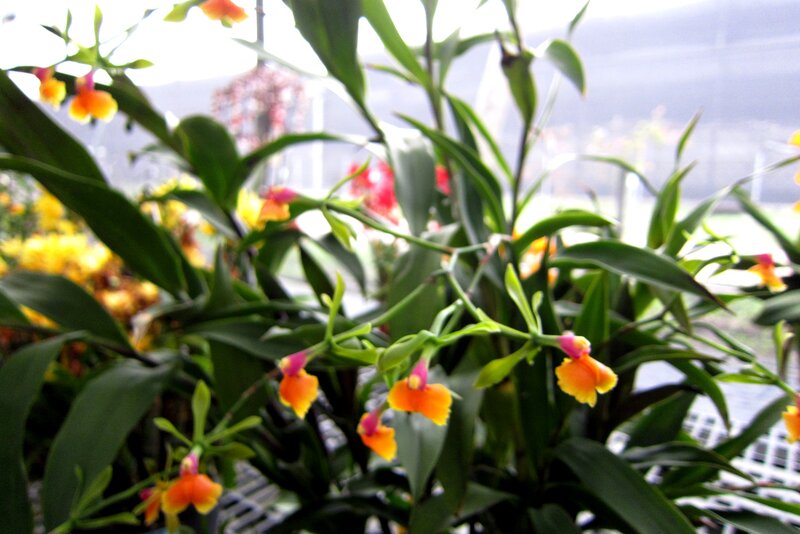 Orange and Pink Orchids