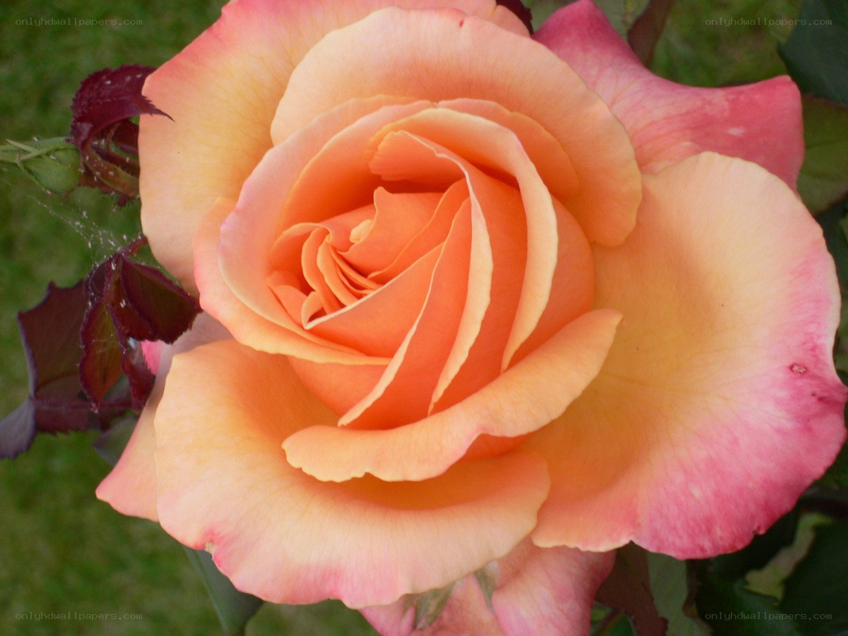 orange and pink rose bloom