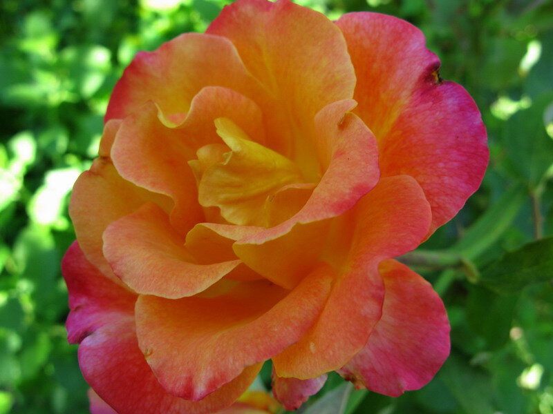 Orange and Pink Rose — Calm, Afternoon