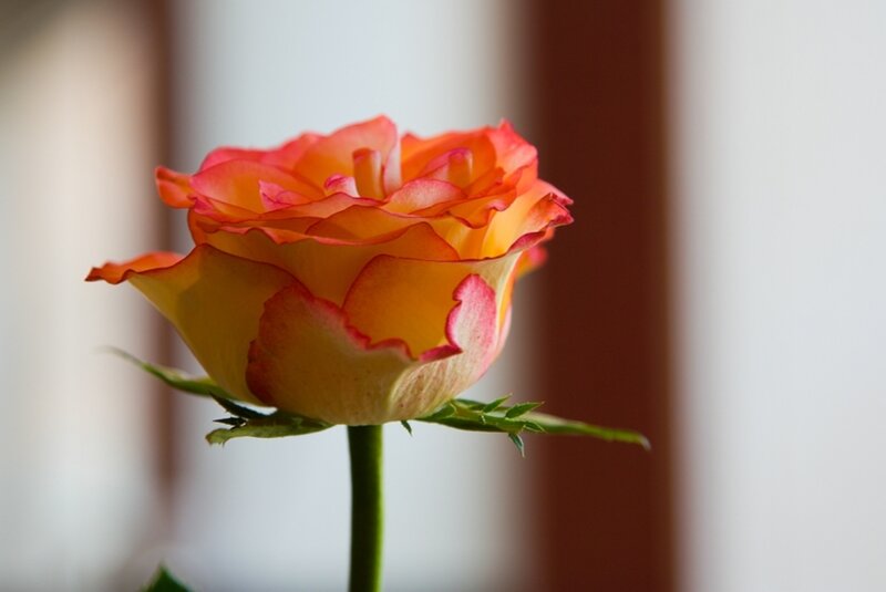 Orange and Pink Rose — Calm, Photograph, Stem