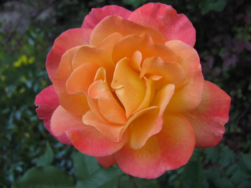 Orange and Pink Rose — Calm, Photograph