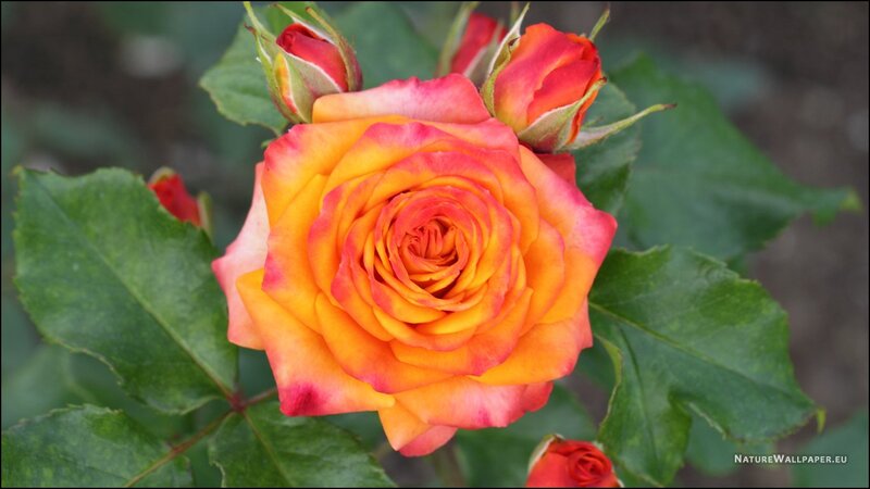 Orange and Pink Rose — Calm