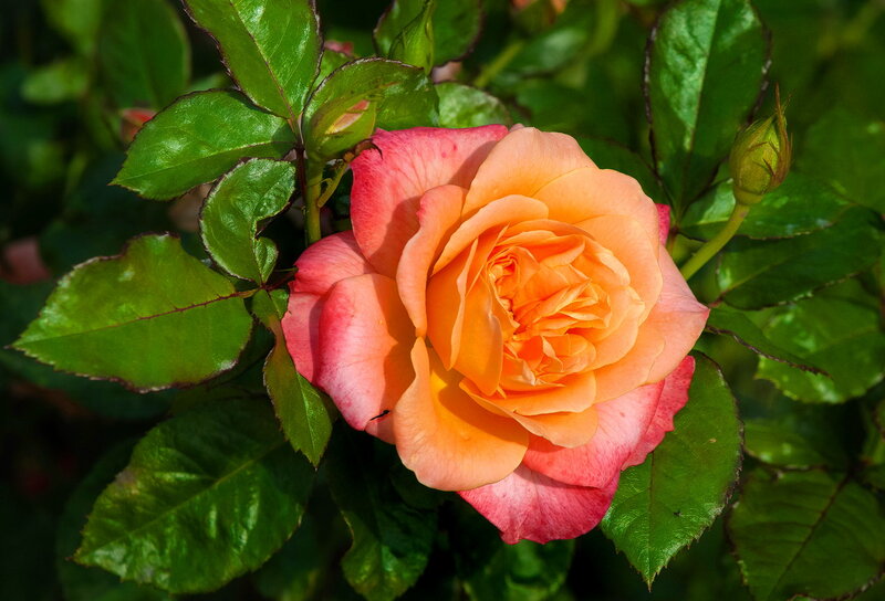 Orange and Pink Rose — Serene, Afternoon