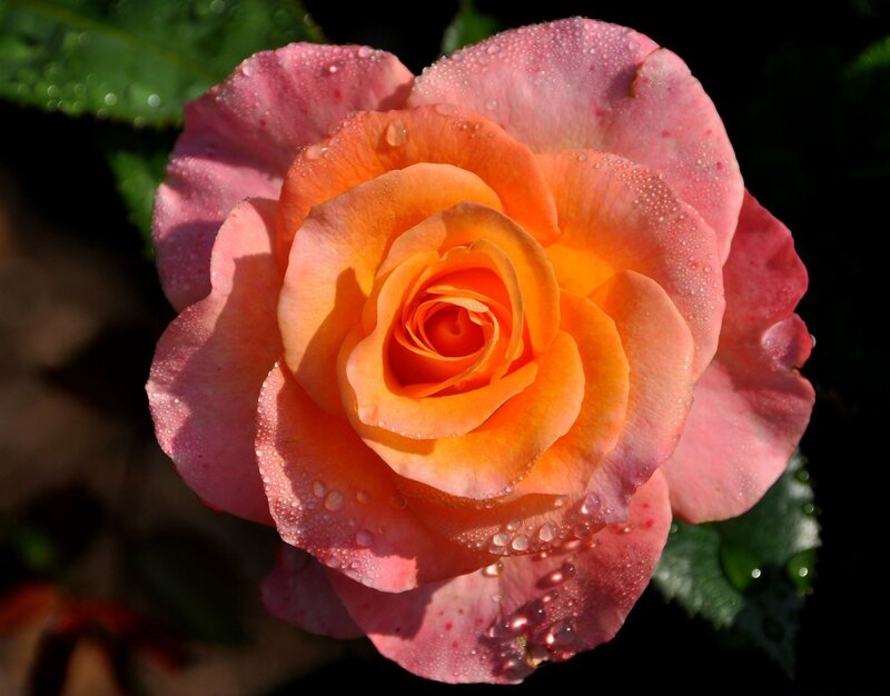 Orange and Pink Rose — Serene