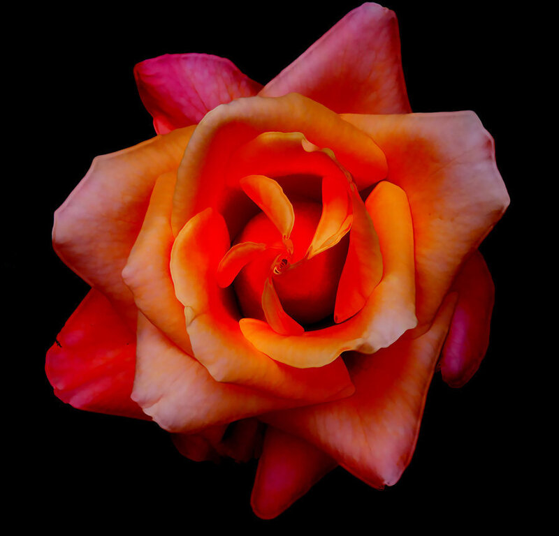 Orange and Pink Rose