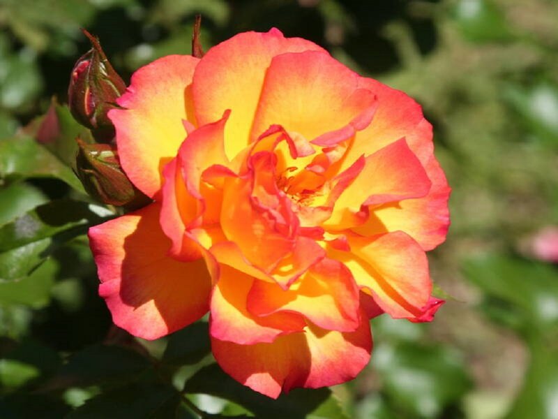 Orange and Pink Rose — Yellow