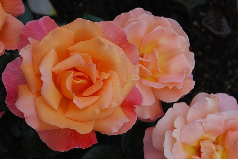 Orange and Pink Roses — Calm, Photograph