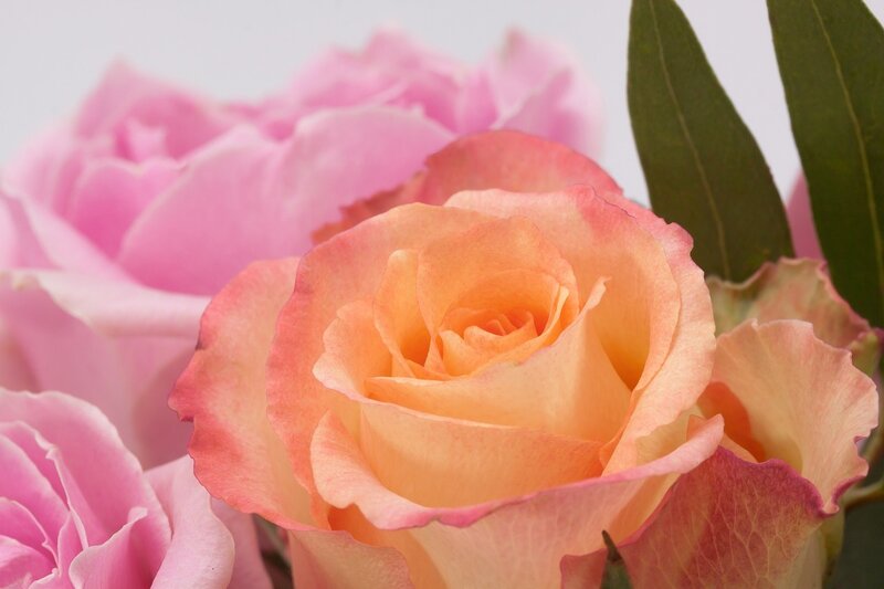 Orange and Pink Roses — Calm