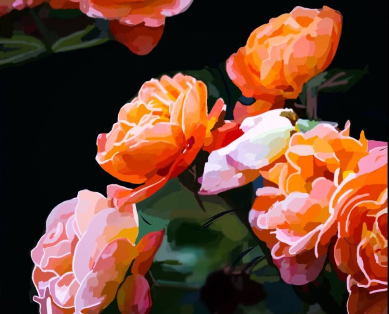 Orange and Pink Roses — Dramatic
