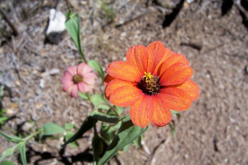 Orange and pink zinnia flowers