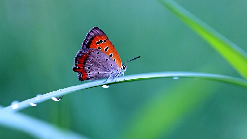 Orange and Purple Butterfly