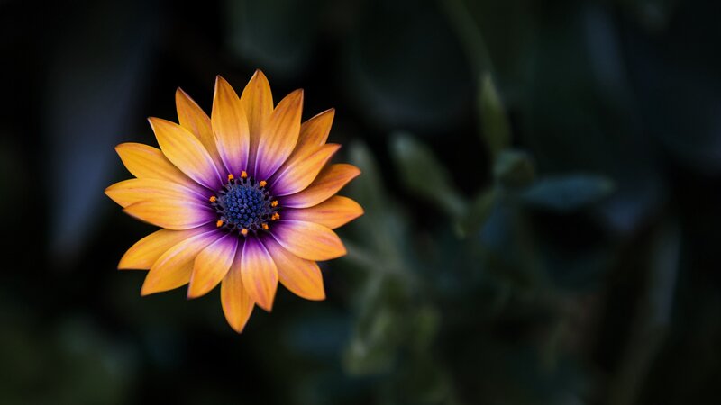 Orange and Purple Flower