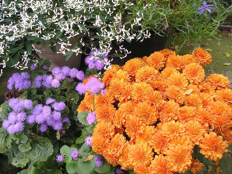 Orange and Purple Flowers — Calm