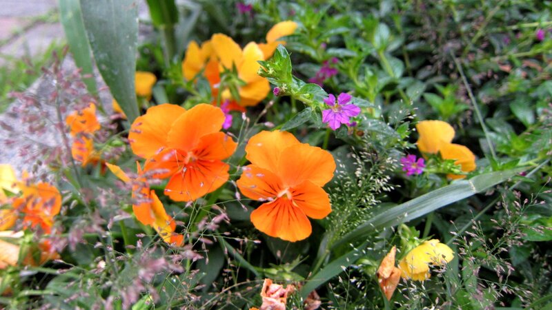 Orange and Purple Flowers — Natural